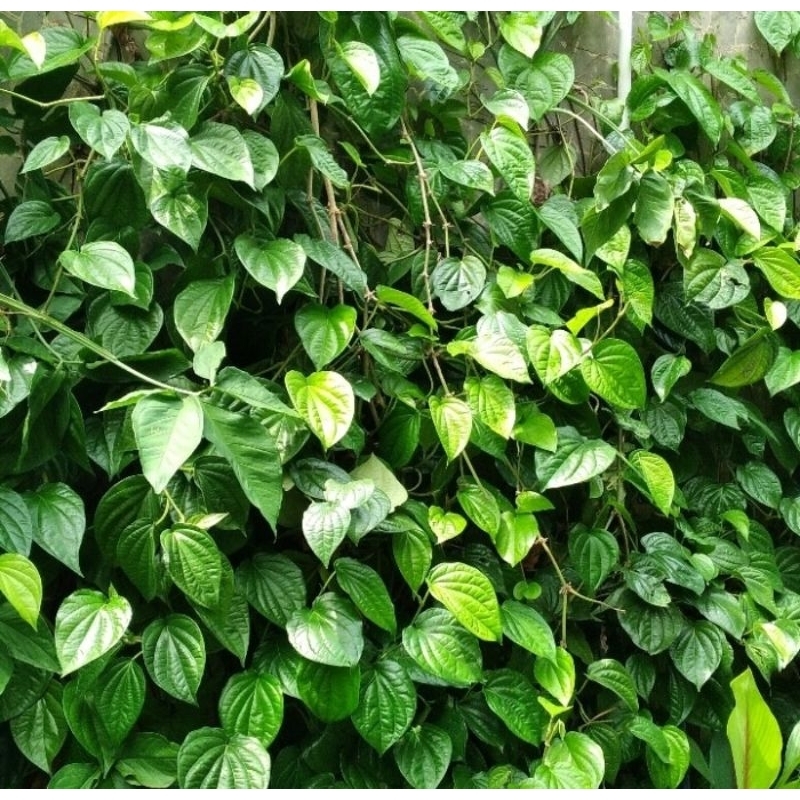 

Daun Sirih Segar Dipetik Saat Di Order 50 Lembar