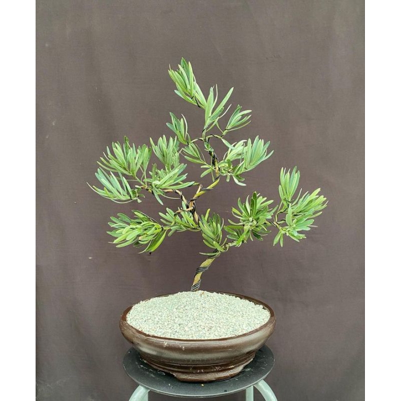 tanaman bonsai program lohansung blue ice siap pajang