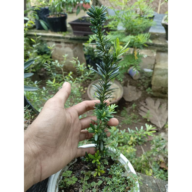 Lohansung air brush/ beras /mikro