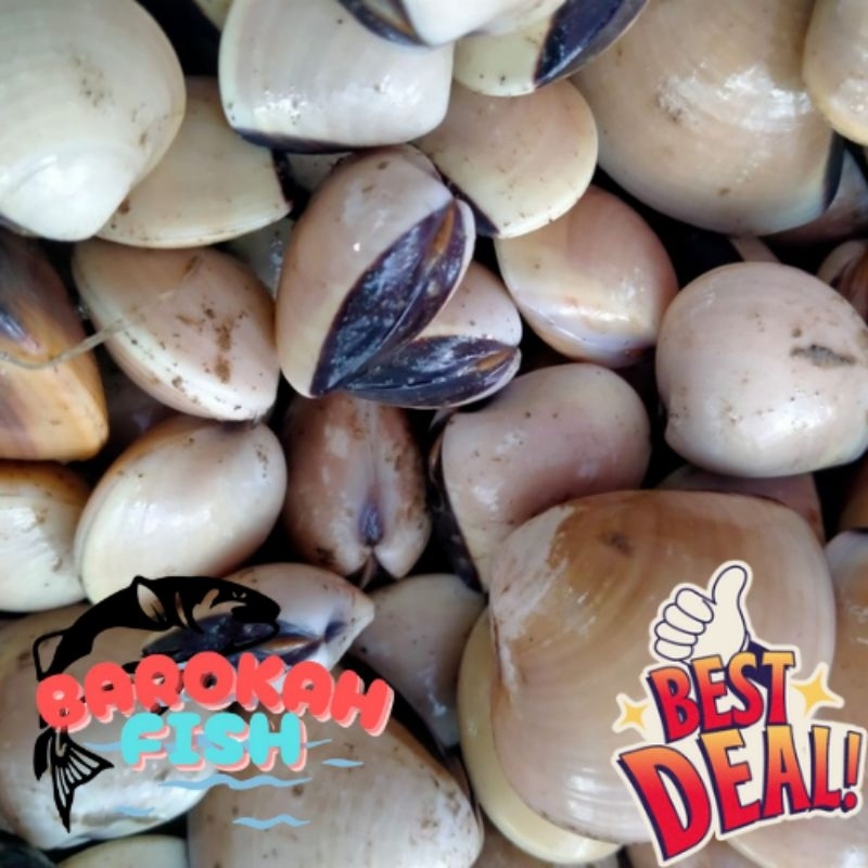 

KERANG TAHU 1KG