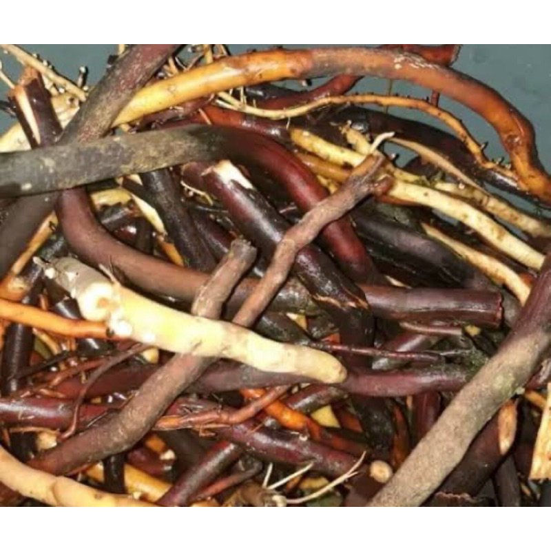 

Akar pohon kelapa segar fresh 1 kg-az