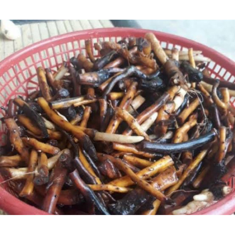 

Akar pohon kelapa segar paket 500 gram-az