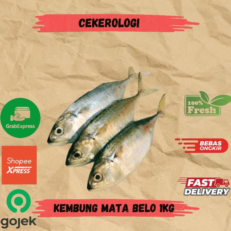 

Ikan Kembung Mata Belo 1kg / Kembung Mata Belo / Ikan Kembung Fresh Berkualitas / JABODETABEK / Ikan Segar Ikan