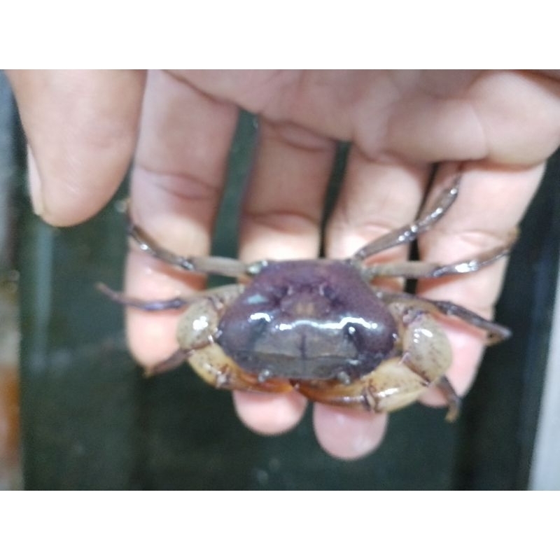

yuyu kepiting sawah size Besar