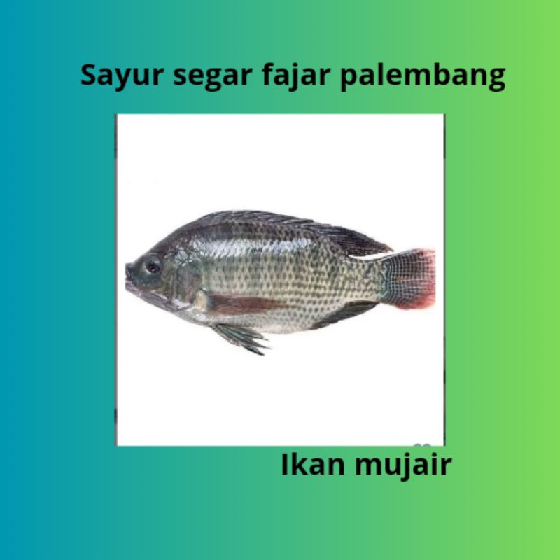 

ikan mujaer 23.300-48000