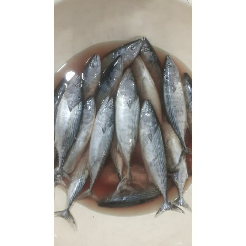 

Ikan tongkol cakalang segar 1kg bukan frozen free dibersihkan