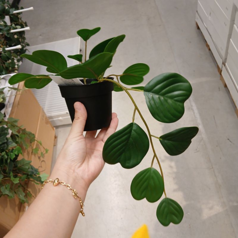 ToyFejka Tanaman Peperomia Hias Dekorasi Dalam Pot Hitam 9 Cm Tc-0600