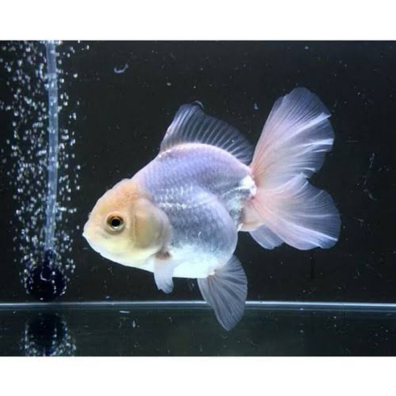koki oranda putih paket 10 pcs dekorasi aquarium
