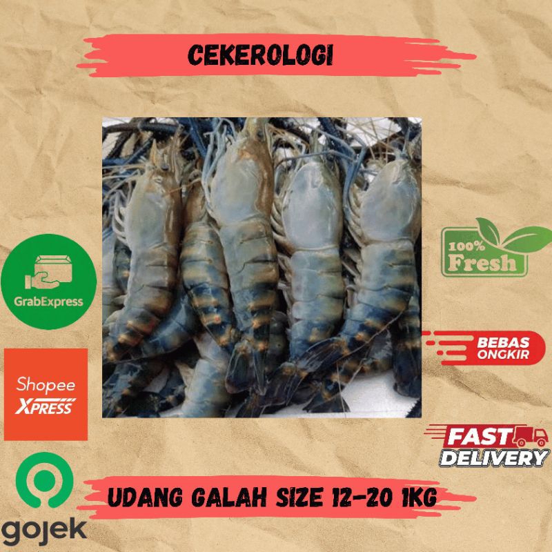 Udi Galah Size 12-20 1kg / Udang Galah / Udang Galah Fresh Berkualitas / Udang / JABODETABEK / Seafood Segar / Seafood