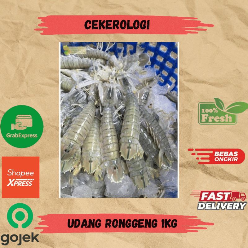 

Udang Ronggeng 1kg / Udang Ronggeng / Udang / Udang Ronggeng Fresh Berkualitas / JABODETABEK / Seafood Segar / Seafood