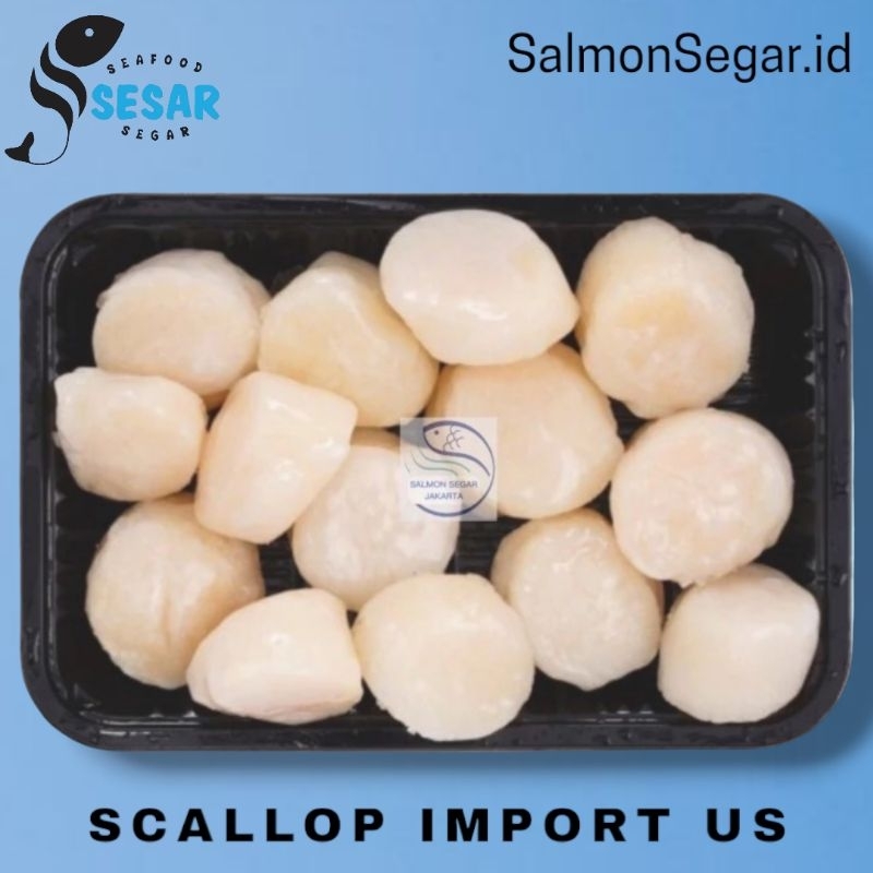 

Scallop US / Kerang Kampak / Kerang Simping Jumbo / Kerang Import USA / Kerang Laut