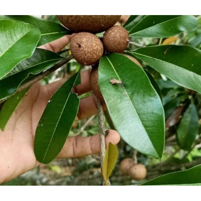 

Buah sawo muda / pentil sawo mentah 1 kg