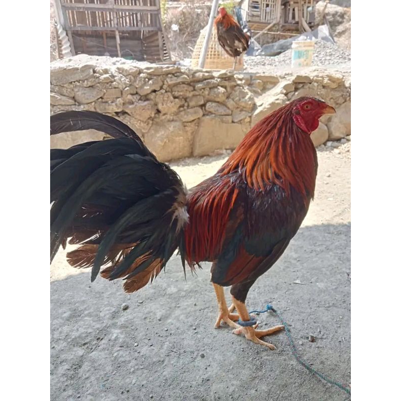 Ayam Filipin Telur Fertil original Ayam Ak47