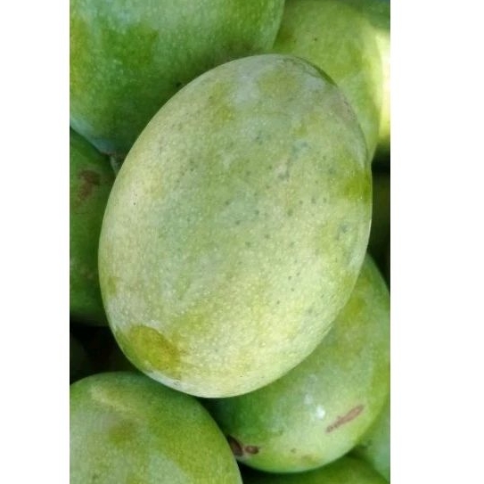 

Mangga manalagi Mentah /Pencit