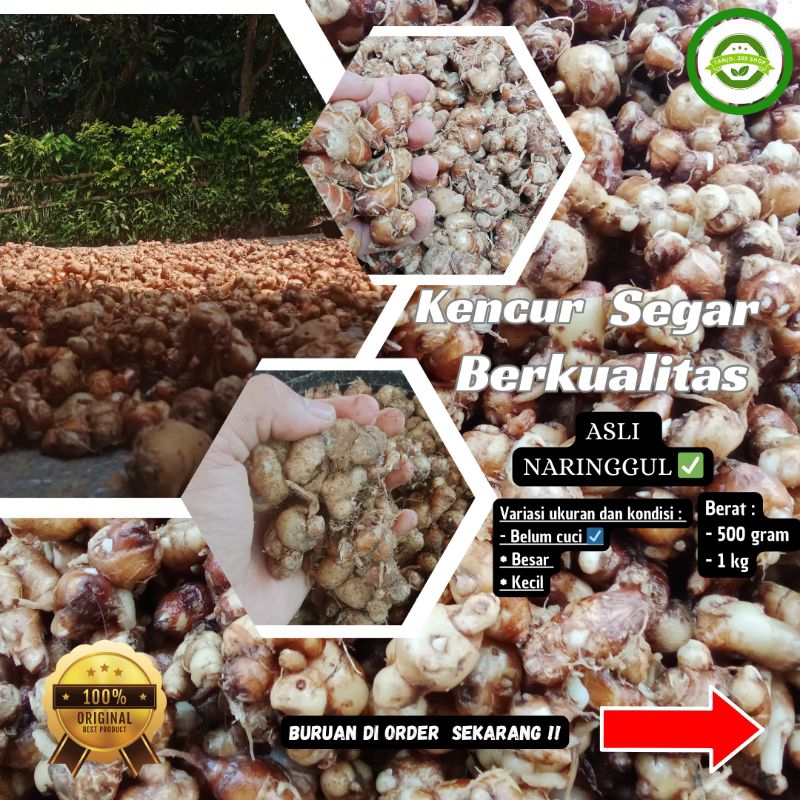 

Kencur Segar 1 kg (ASLI ) Daerah Naringgul Belum Dicuci