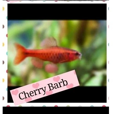 

paket Cherrybarb 10 pcs