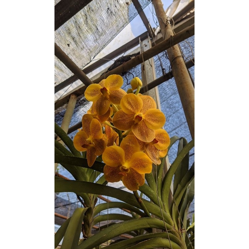 Anggrek Vanda Spike/Dewasa