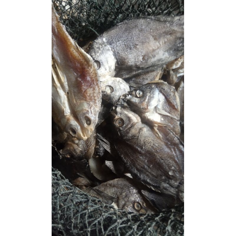 

ikan asin sepat. sapil(tembakang) ikan putih