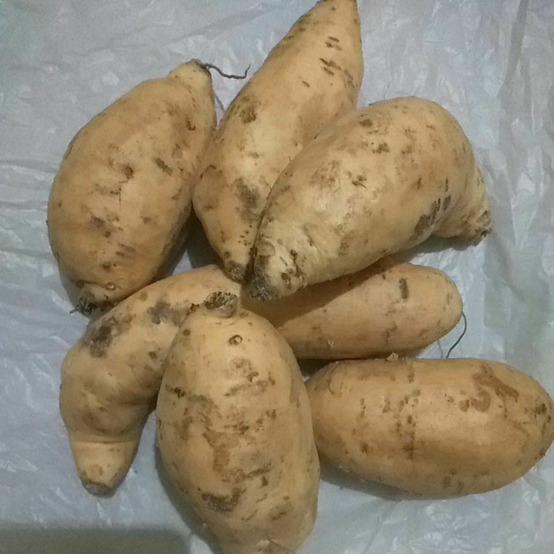 

ubi madu Cilembu 1kg