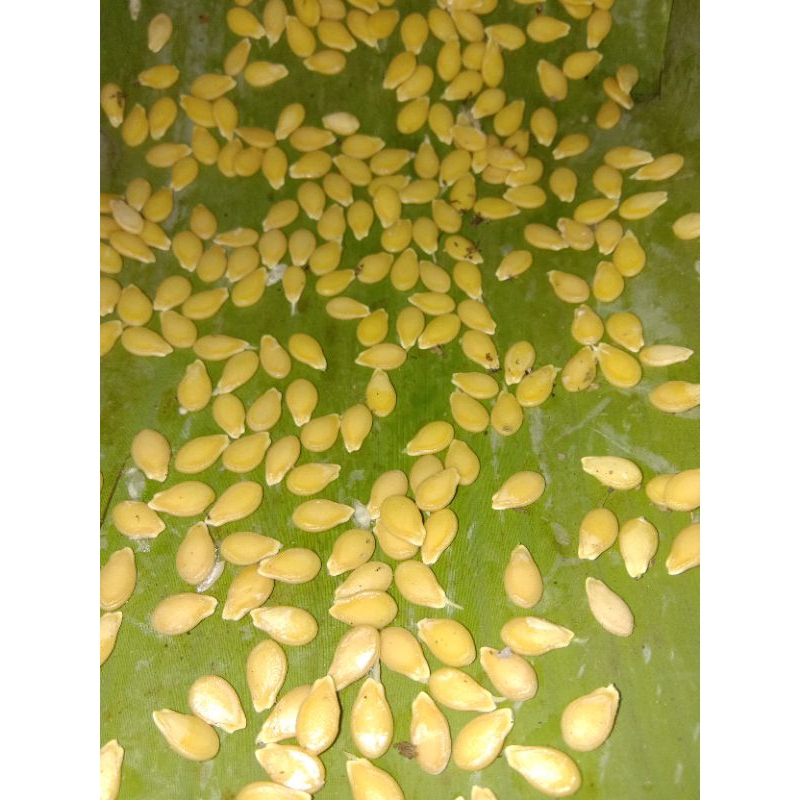 Biji Benih Bibit Buah Bligo atau Kundur