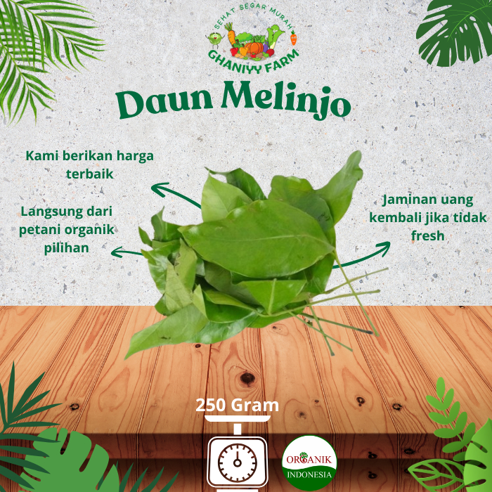 

Sayur Organik Daun Melinjo Organik 200 Gram