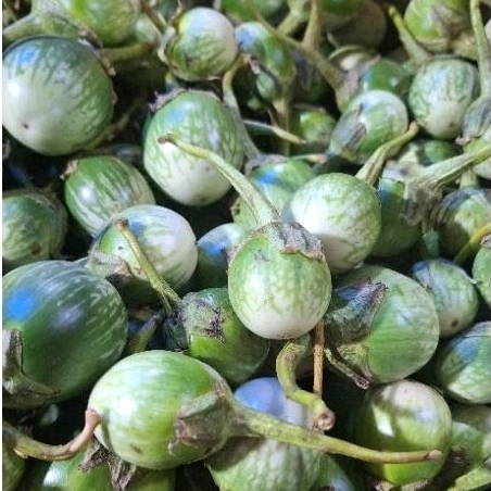 

Terong Bulat Lalap 250gr