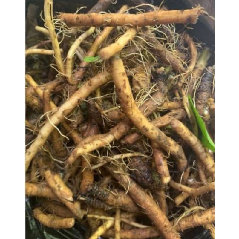 

Akar tempuyung segar khusus akar tempuyung 250 gram-az