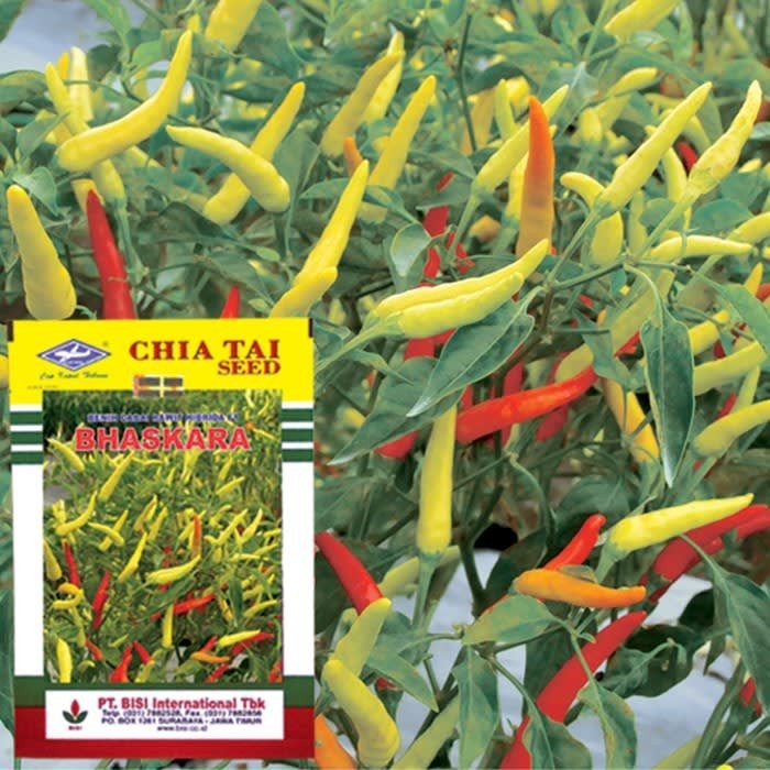 15 Biji - Benih Cabai Rawit Hibrida BHASKARA F1
