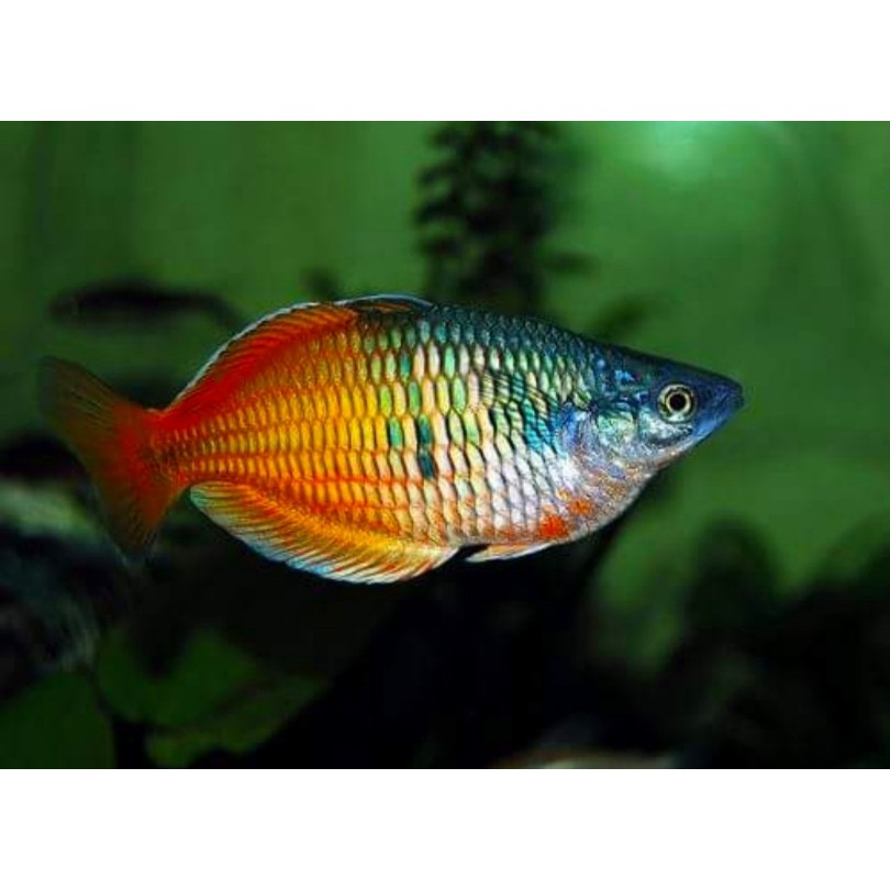 Rainbow Boesemani 50 Ekor (Melanotaenia boesemani)