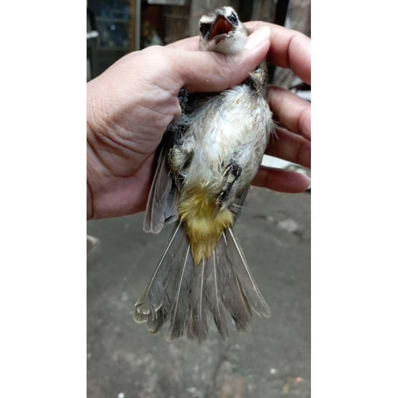 trucuk jawa timur pilihan jantan