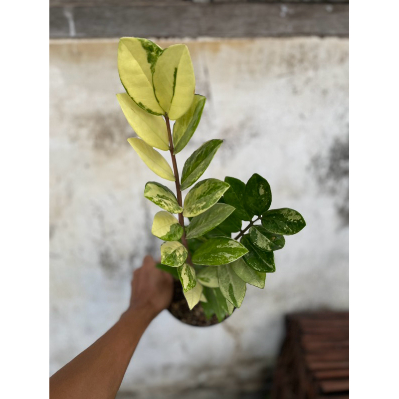 tanaman hias zamia Variegata dolar Variegata