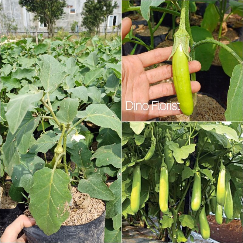 Bibit Tanaman Terong Hijau / Terong Panjang / Tanaman Sayur