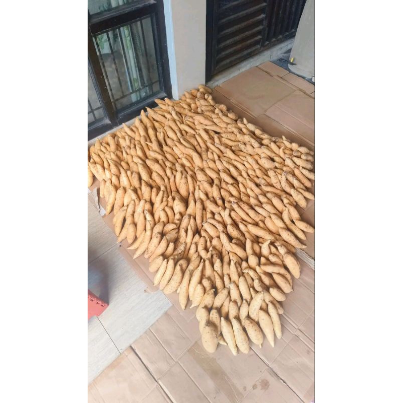 

Ubi madu wonogiri sweet potato 1 kg ubi manis lumer