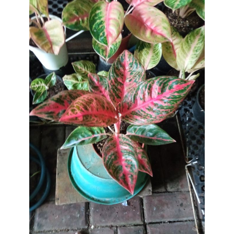 Aglonema Reanita Surya Real Pict