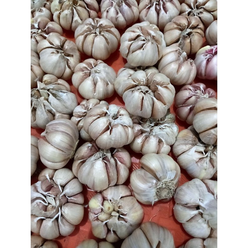 

KARDUS ISI BAWANG PUTIH LOKAL 1kg