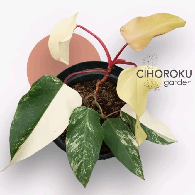 Philodendron Strawberry Shake