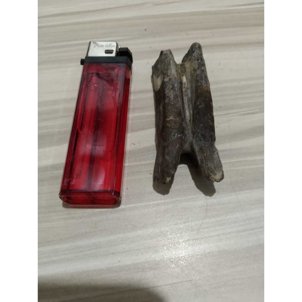 Temuan gigi Kuno Jadul AntikFossil Gigi Kuno Jadul Antik