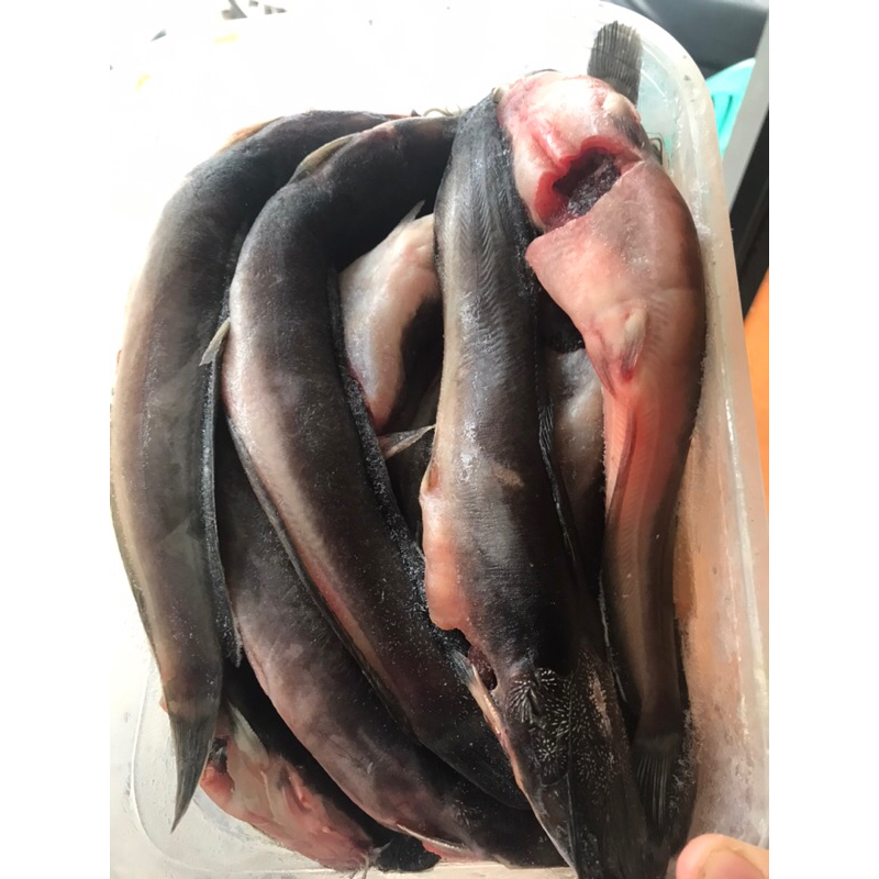 

ikan lele segar