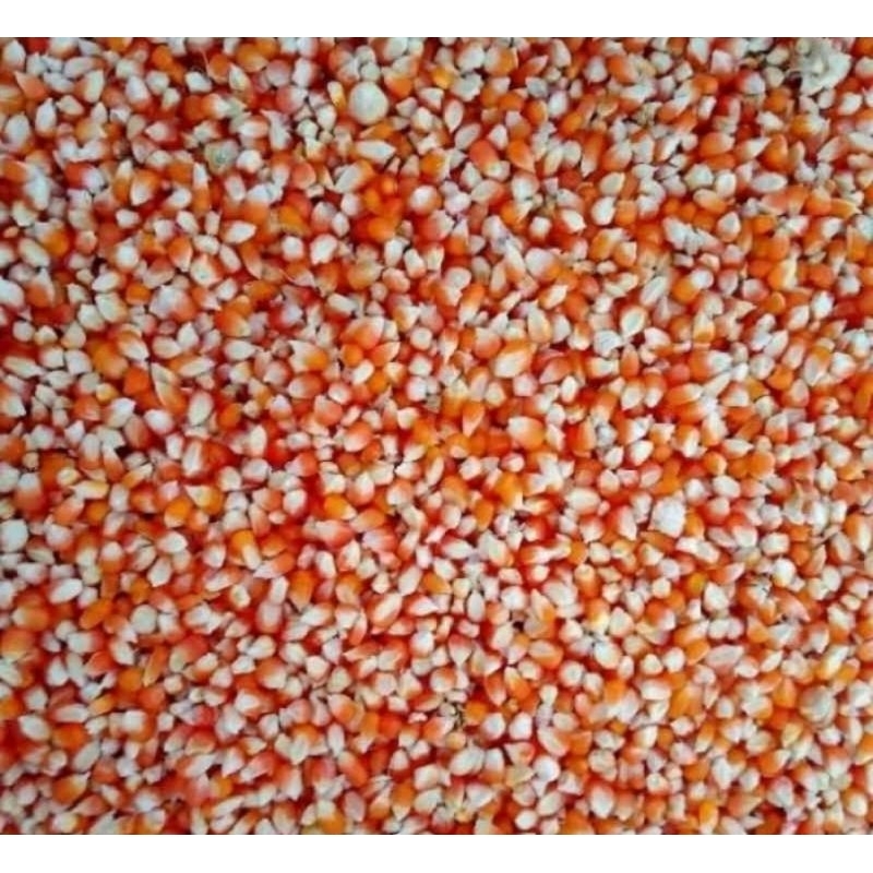 

jagung kecil 500gr