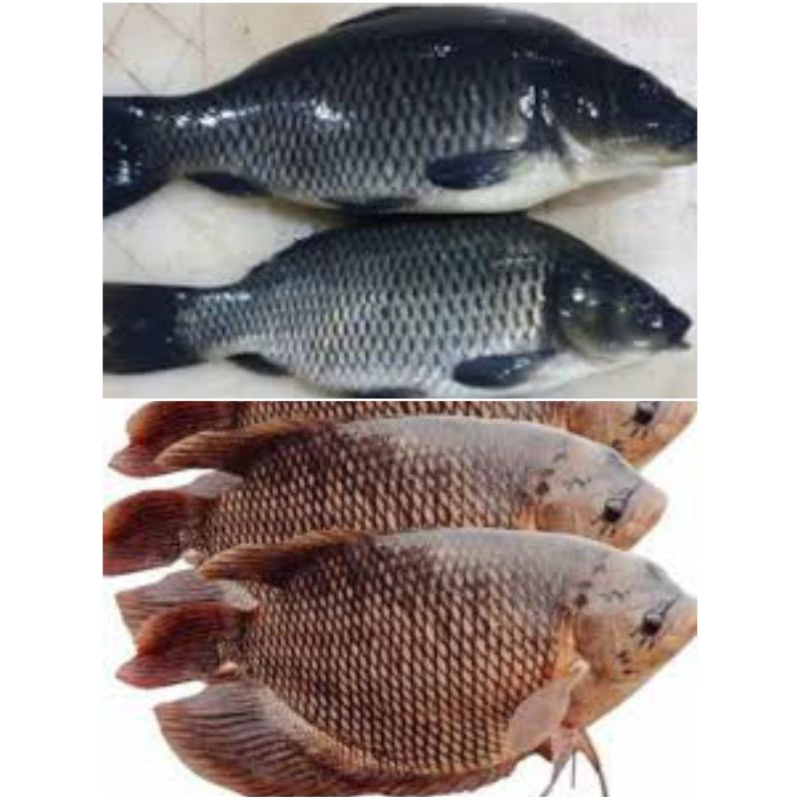 

Ikan mas, ikan gurame