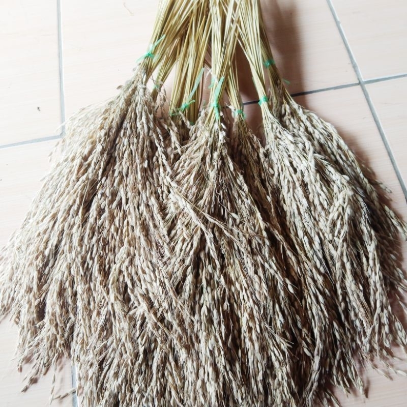 

Padi Beras Putih Bertangkai Panjang Asli Per 25 Tangkai