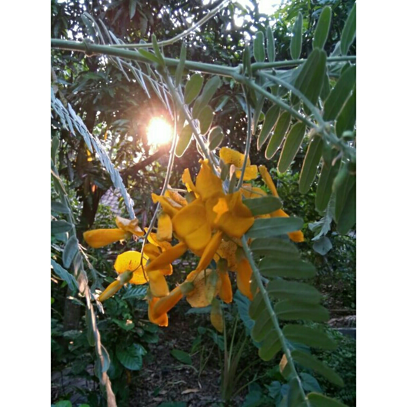 Kembang Turi Kuning 1dompol/1tangkai