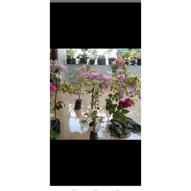 Bibit Tanaman Hias Bunga Bougenville Variegata jenis import