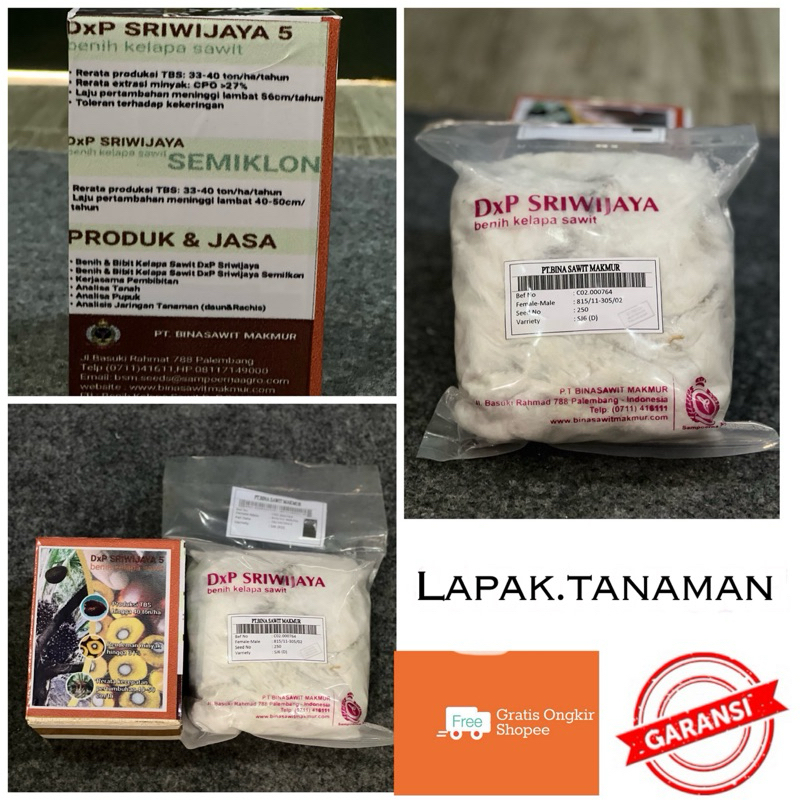 bibit sawit sriwijaya 5 kualitas grade A bersertifikat