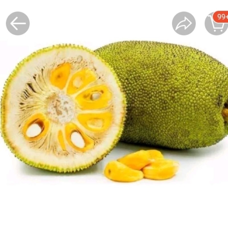 

Nangka Dulang per Buah