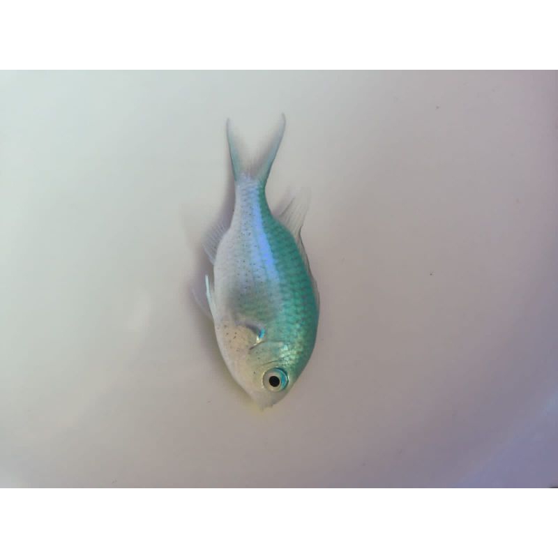 betok ijo/jae jae (ikan hias laut)