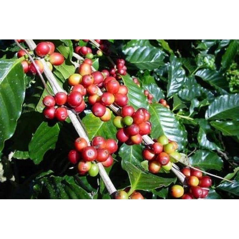 

Kopi Lampung 1 kg