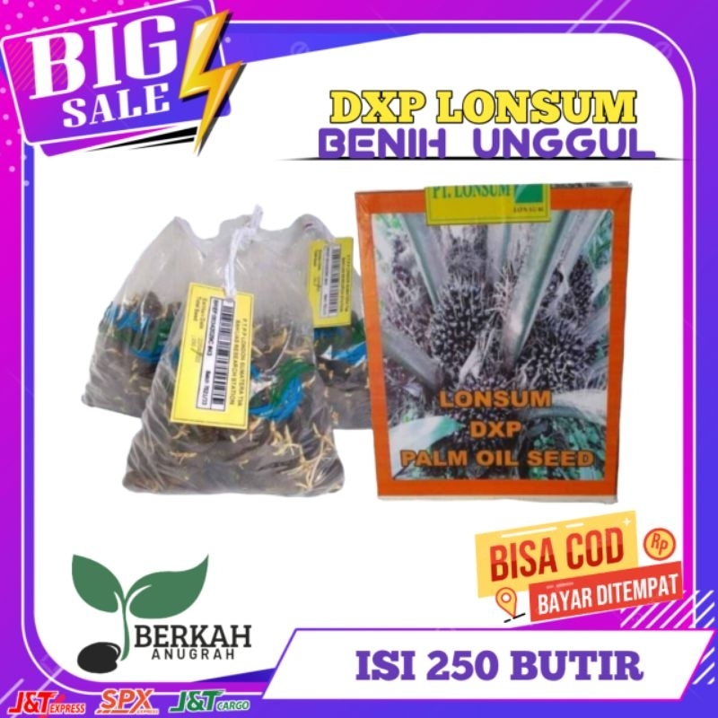 BENIH KECAMBAH SAWIT DXP LONSUM ASLI MEDAN