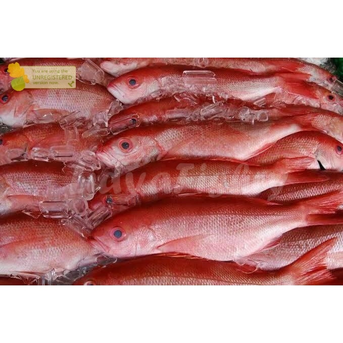 

Ikan Kurisi Bali Segar Ikan Kurisi Bali 1Kg