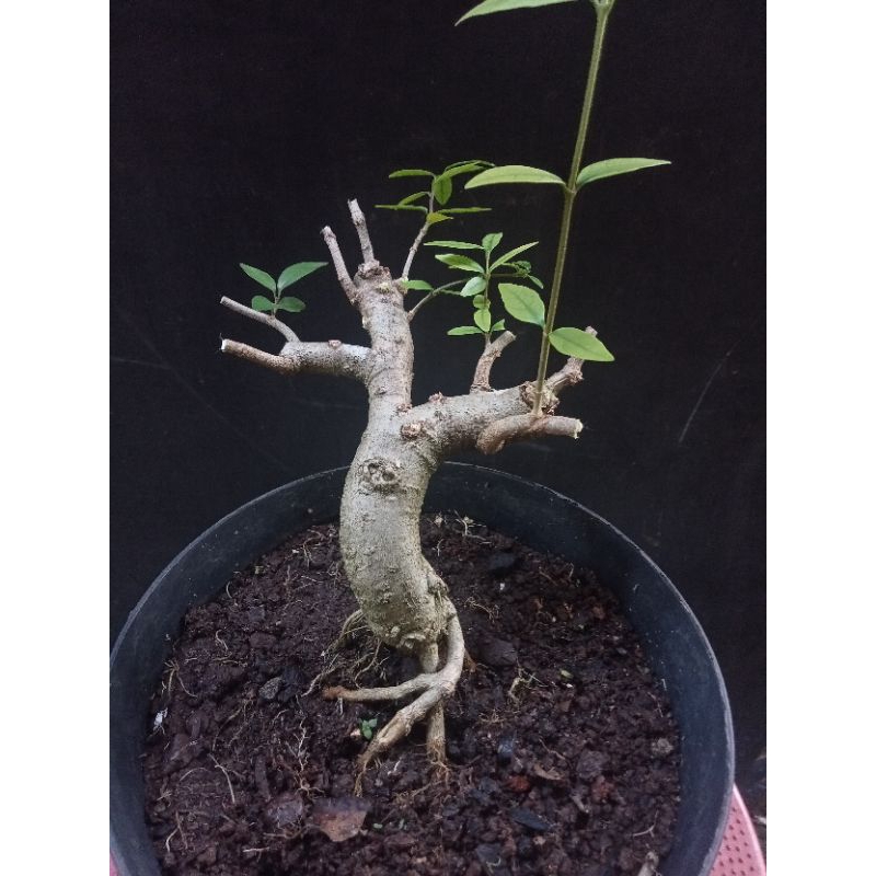 Bahan Bonsai anting Putri small